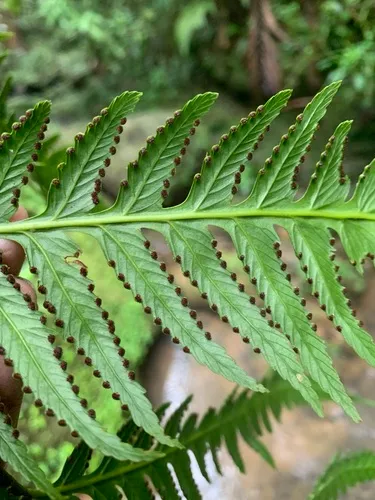 Caribbean Soralpouch Fern