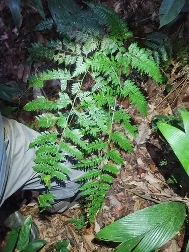 Forest Soralpouch Fern — photo by Julien Piolain