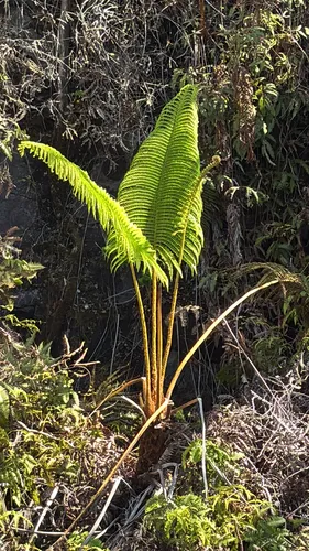 Amaumau Fern
