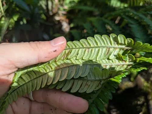 Longleaf Plume Fern