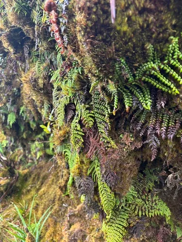 Forest Plume Fern
