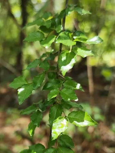 Smallflower Mock Buckthorn