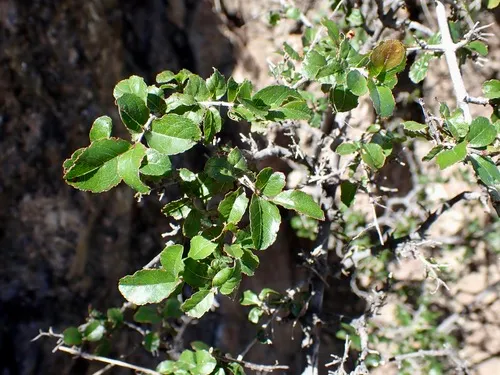 Wright's Mock Buckthorn — photo by Sue Carnahan