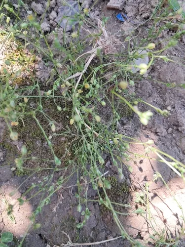 Annual Pearlwort