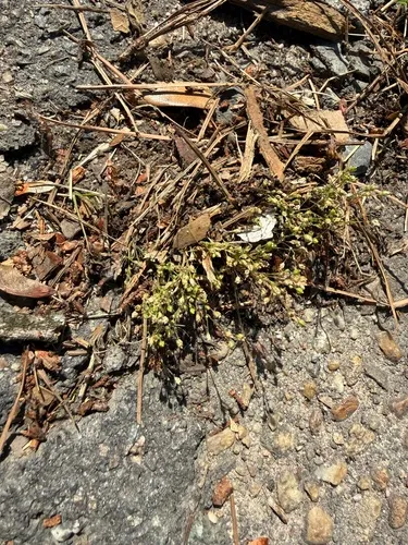 Trailing Pearlwort — photo by Gracie Catanzaro