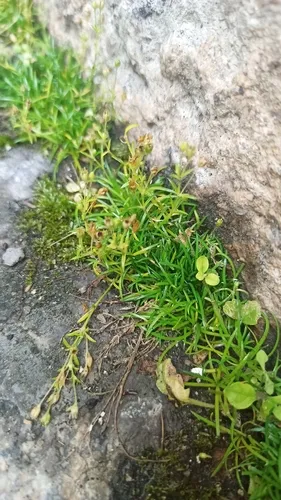 Japanese Pearlwort — photo by ivansemenkov