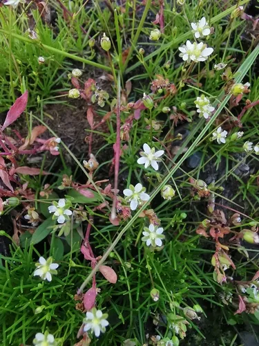 Snow Pearlwort