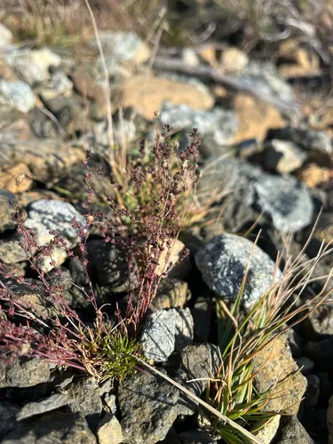Knotted Pearlwort