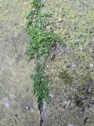 Birdeye Pearlwort