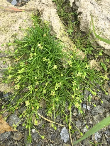 Arctic Pearlwort