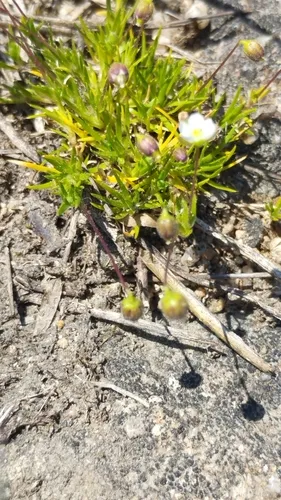 Awl-leaf Pearlwort — photo by Stéphane Mars