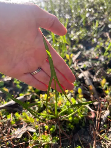 Engelmann's Arrowhead — photo by Erin Bloom