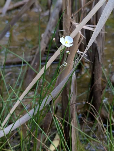 Slender Arrowhead — photo by d0ugh0ck