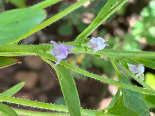 Spurred Snapdragon — photo by monkeyflower4ever