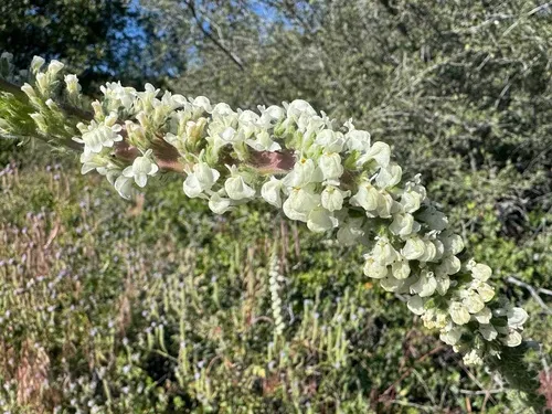 Coulter's Snapdragon