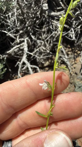 Least Snapdragon