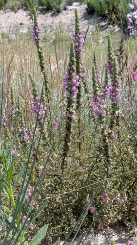 Sierra Snapdragon