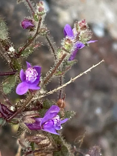 Lesser Snapdragon