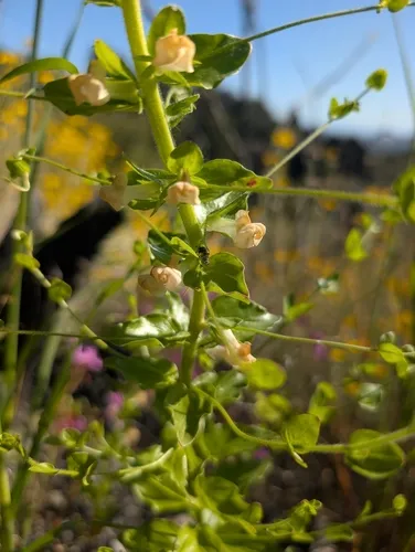 Dimorphic Snapdragon