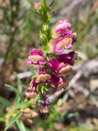 Tall Snapdragon — photo by phenry64