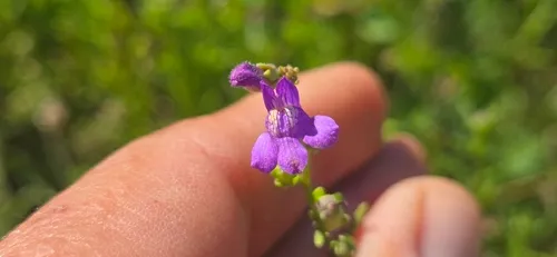 Watson's Snapdragon — photo by Davidpc