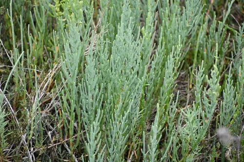 Virginia Glasswort