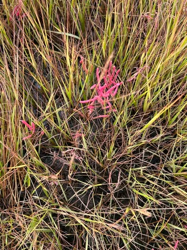 Slender Grasswort