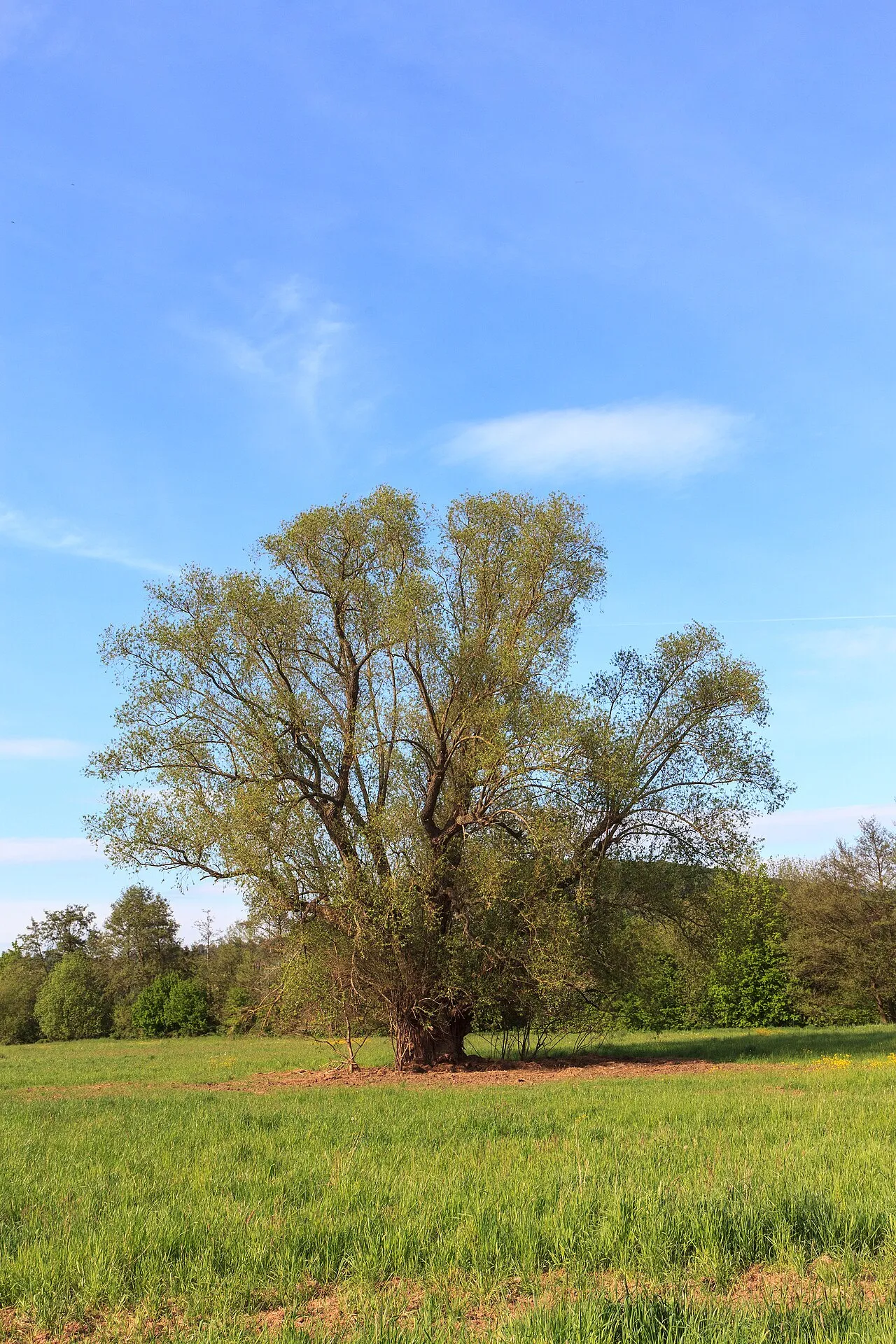 White Willow — photo by Sven Teschke