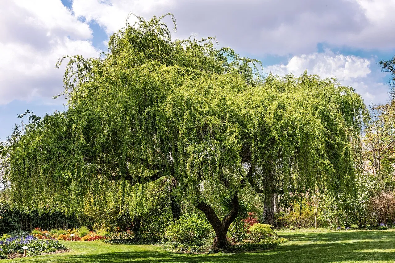 Weeping Willow — photo by Didier Descouens