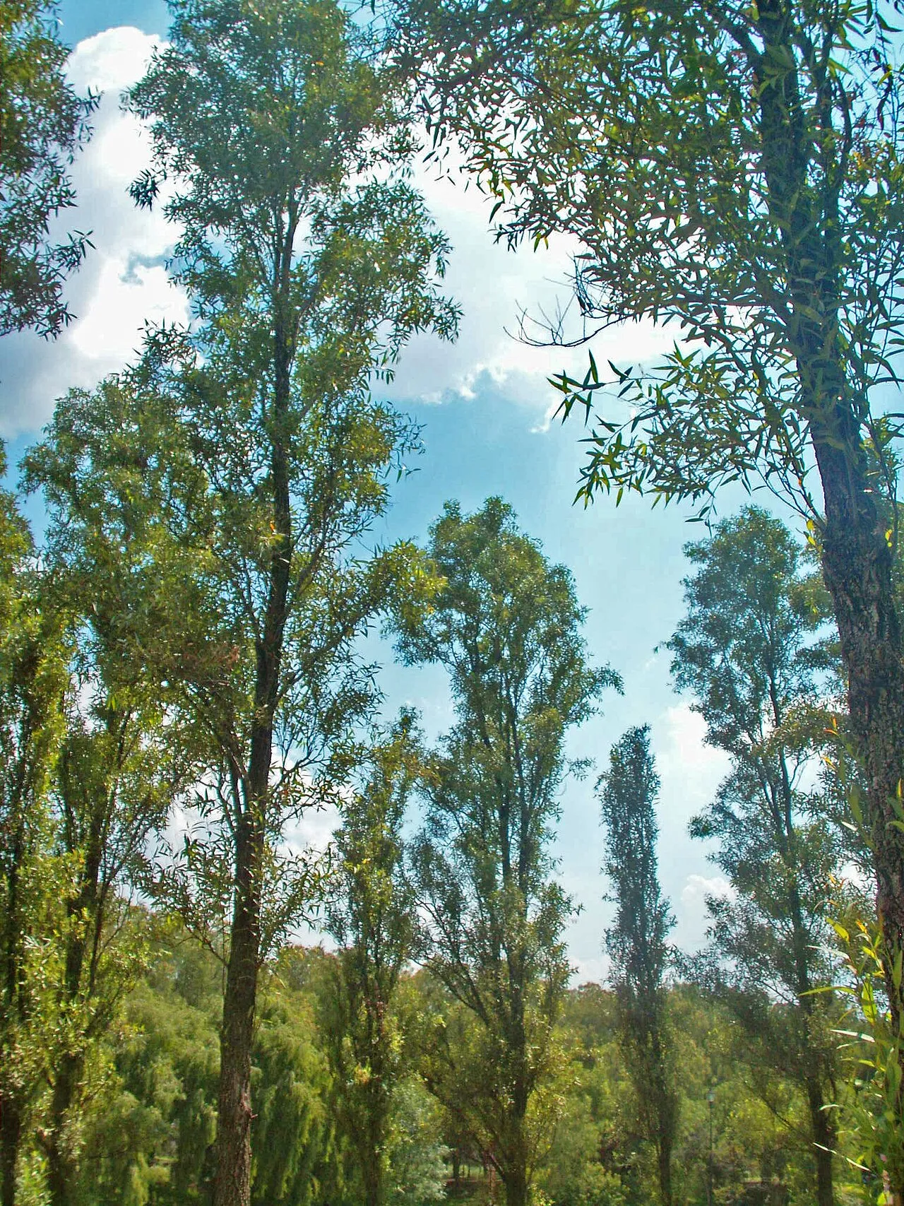 Bonpland Willow — photo by Hernán García Crespo