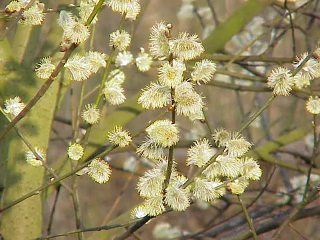 Goat Willow