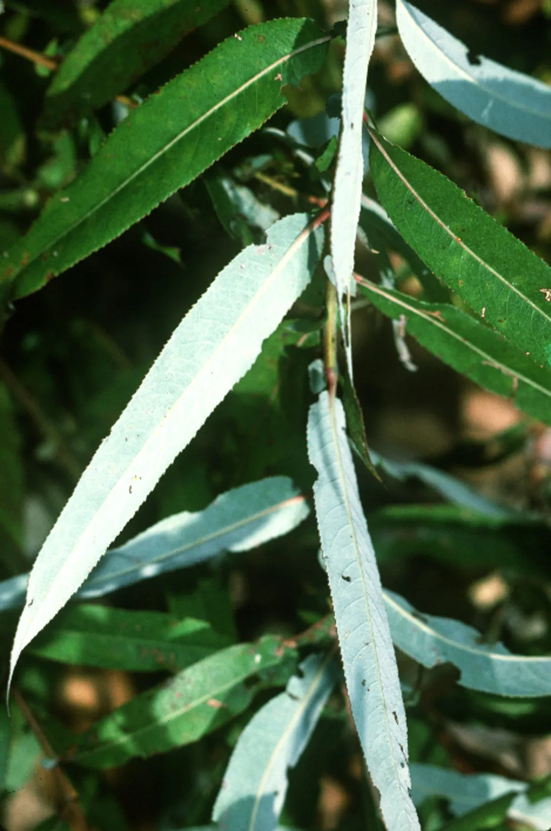 Coastal Plain Willow