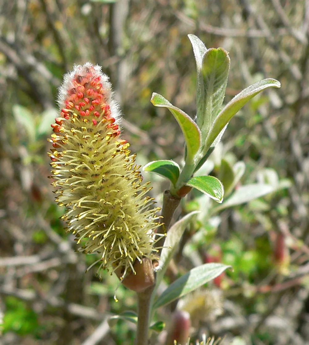 Del Norte Willow — photo by Stan Shebs