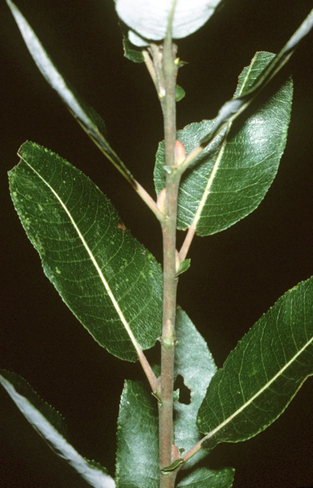 Pussy Willow — photo by Wikimedia Commons