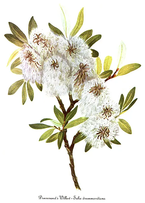 Drummond's Willow — photo by Mary Vaux Walcott