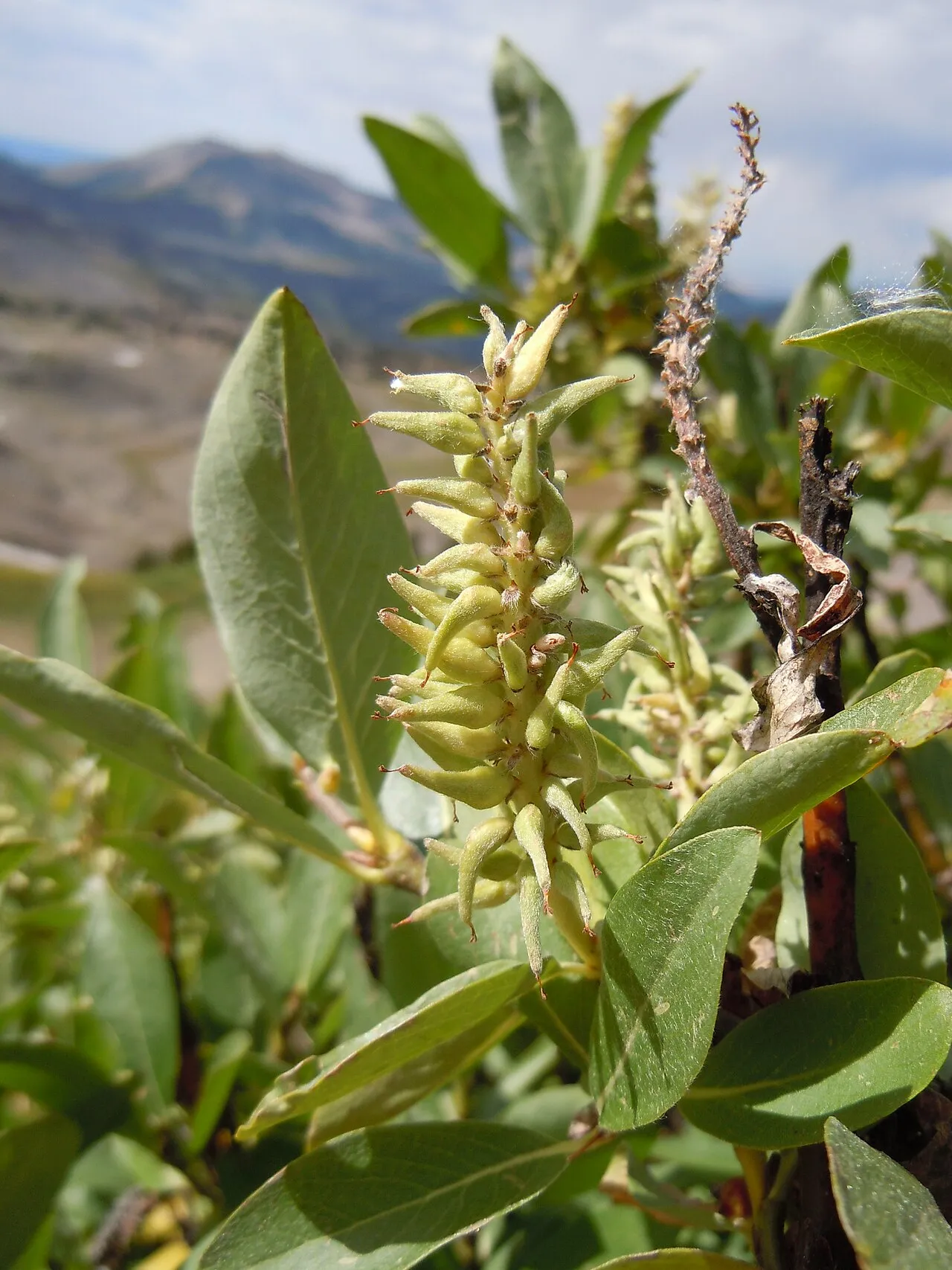 Mountain Willow — photo by Matt Lavin from Bozeman, Montana, USA