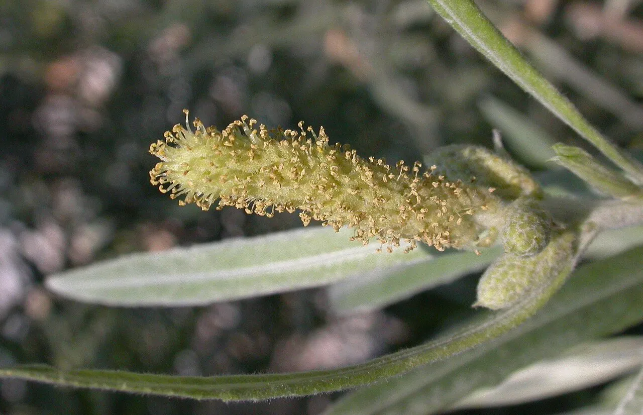 Narrowleaf Willow — photo by No machine-readable author provided. Curtis Clark assumed (based on copyright…