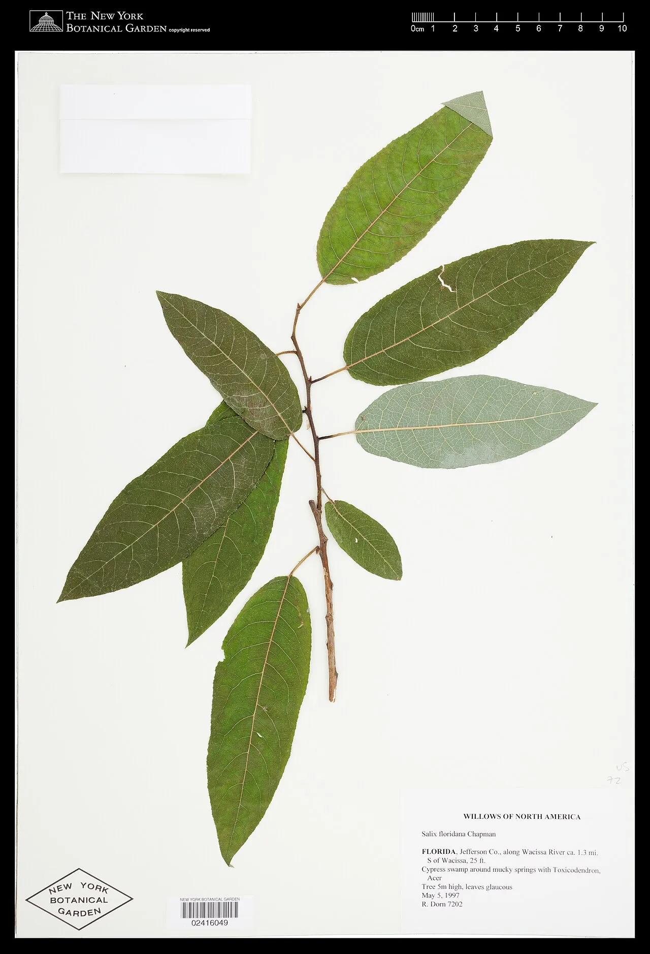 Florida Willow — photo by The New York Botanical Garden