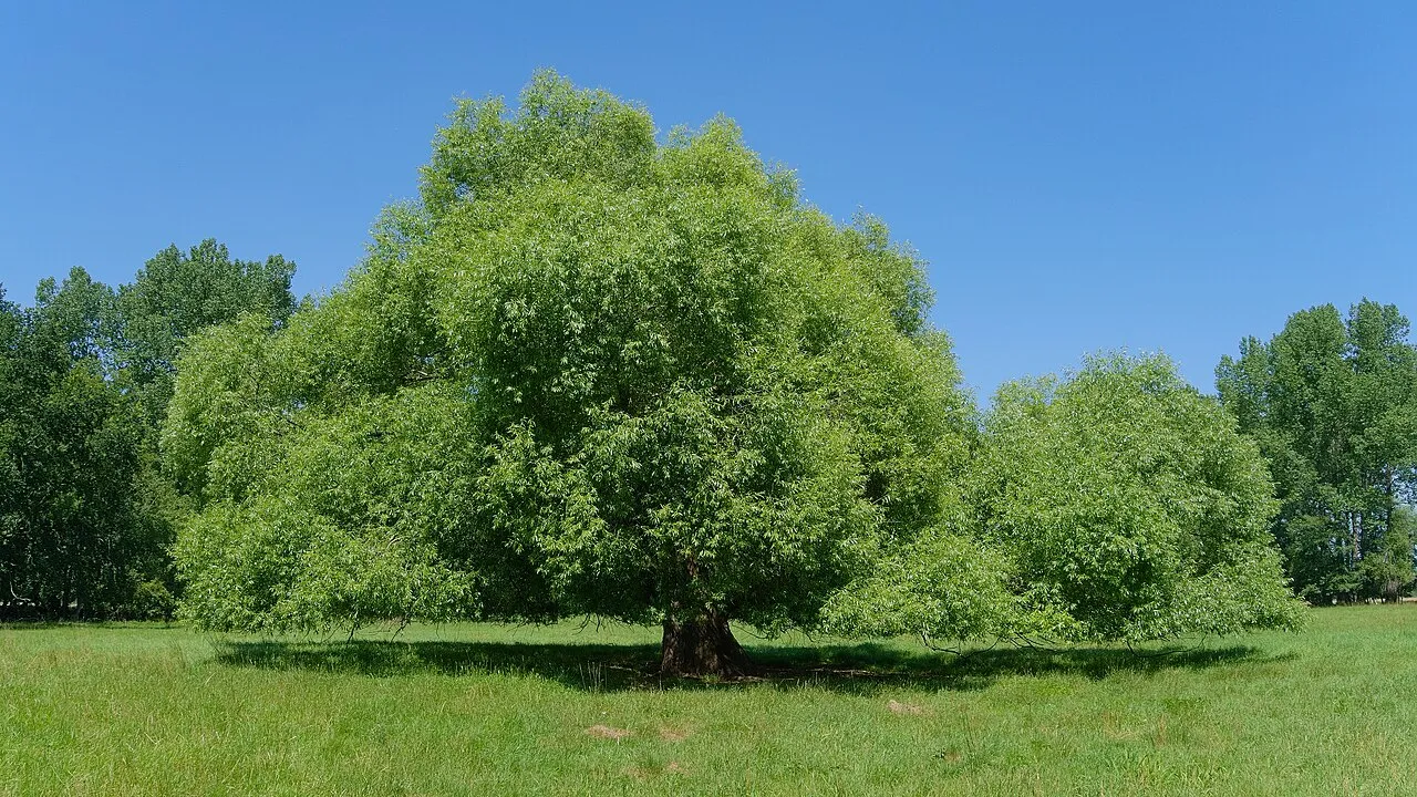 Crack Willow — photo by Andreas Eichler