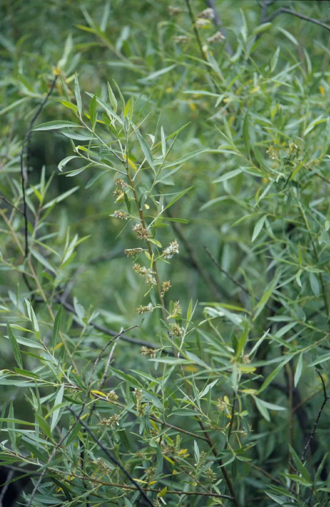 Geyer Willow — photo by Matt Lavin