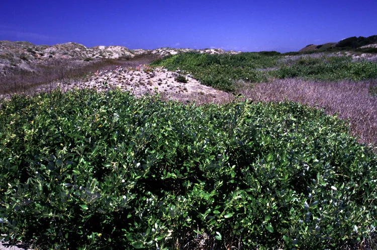 Dune Willow — photo by Gordon Leppig & Andrea J. Pickart