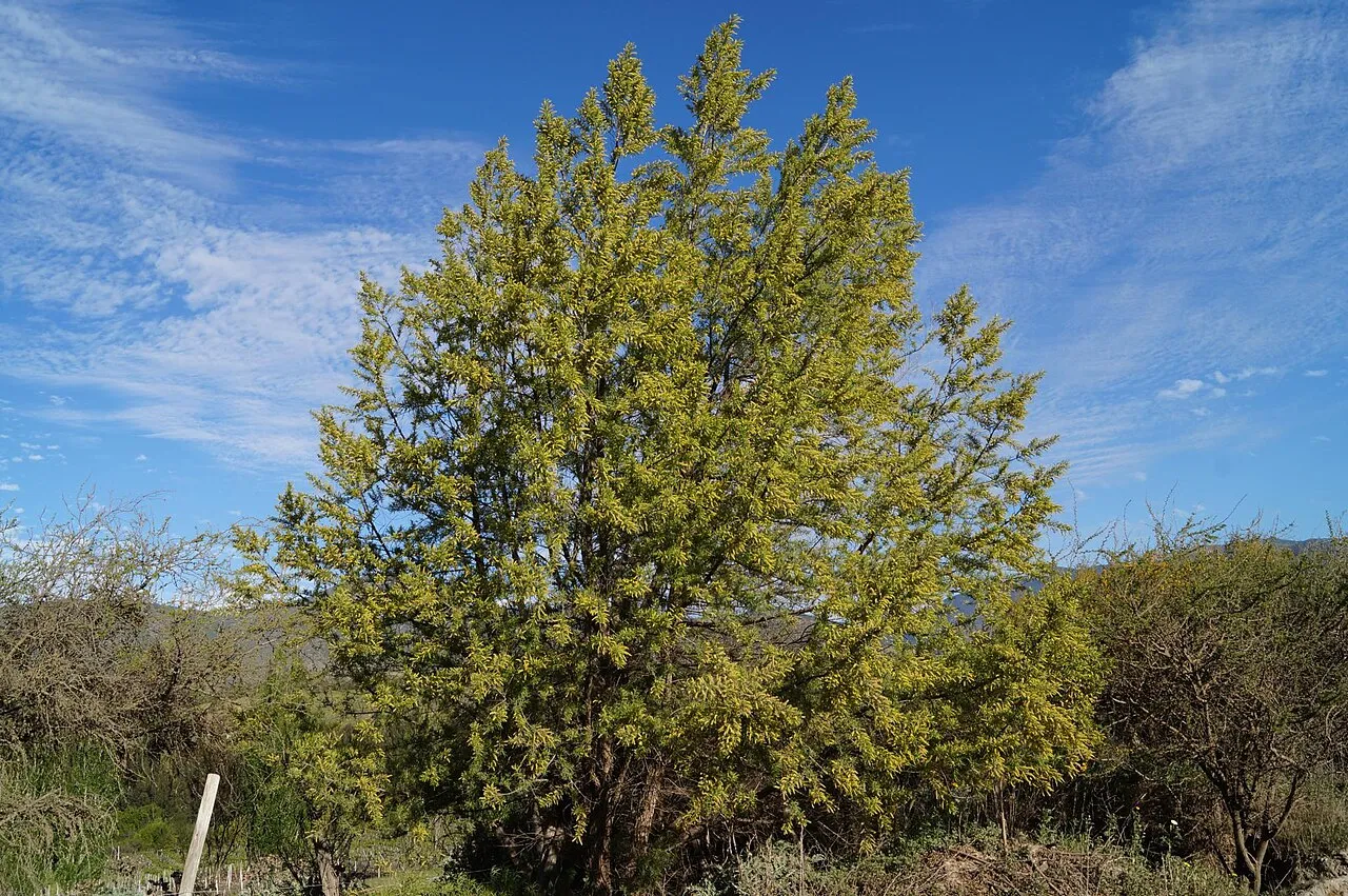 Humboldt's Willow — photo by Pato Novoa