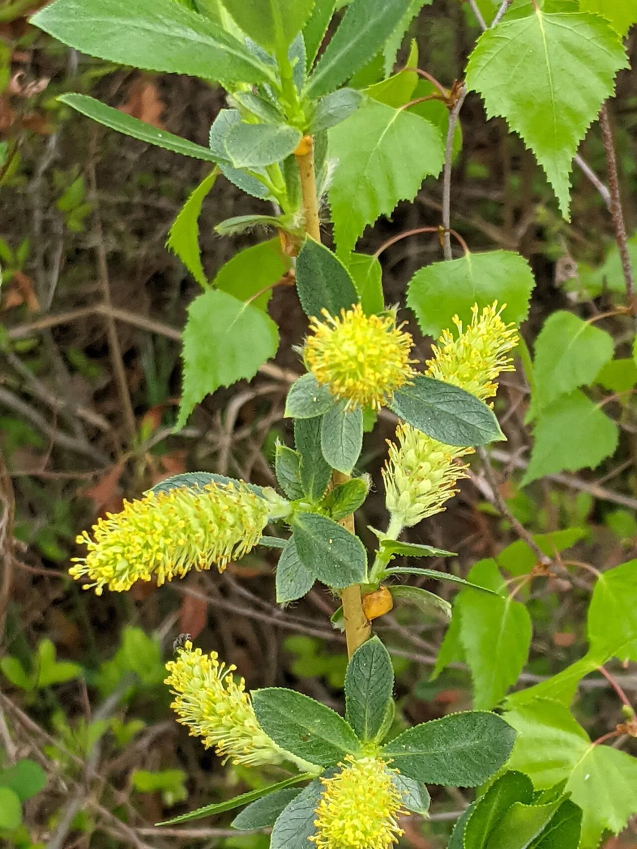Greenleaf Willow (subsp. caudata) — photo by benoitrenaud