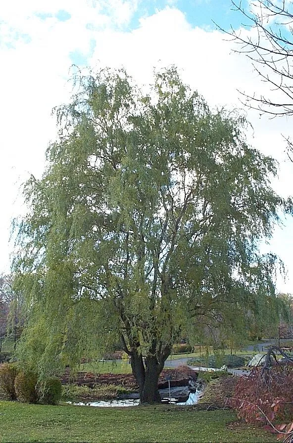 Corkscrew Willow — photo by Montrealais at English Wikipedia