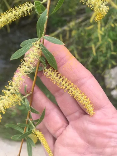 Black Willow