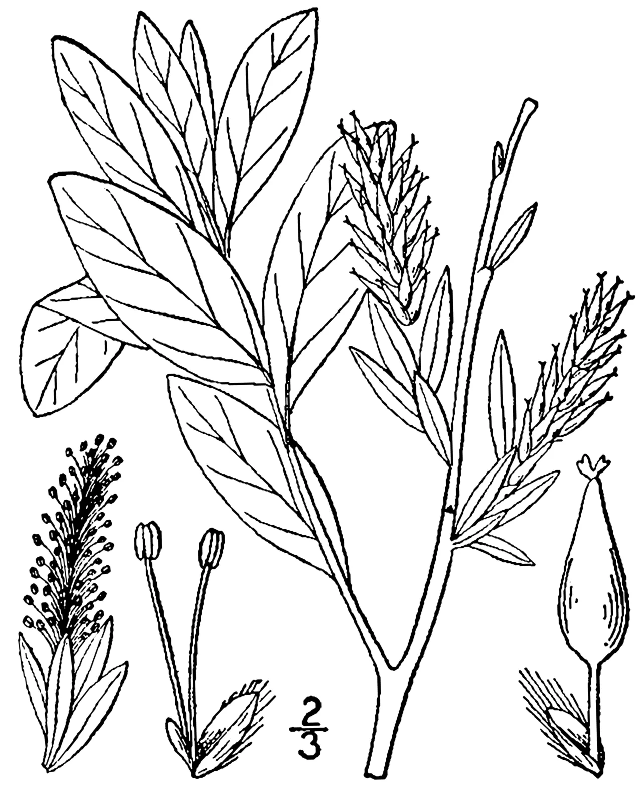 Bog Willow — photo by Britton, N.L., and A. Brown. 1913. An illustrated flora of the northern Unite…