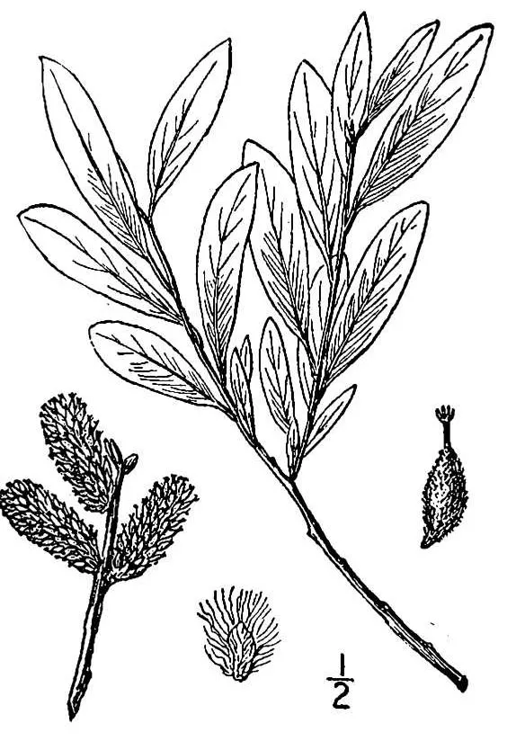 Satiny Willow — photo by Wikimedia Commons