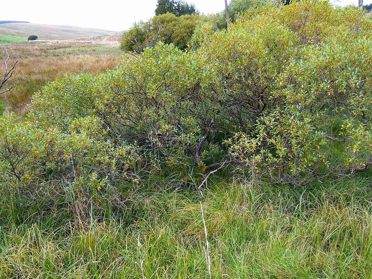 Laurel Willow — photo by MPF