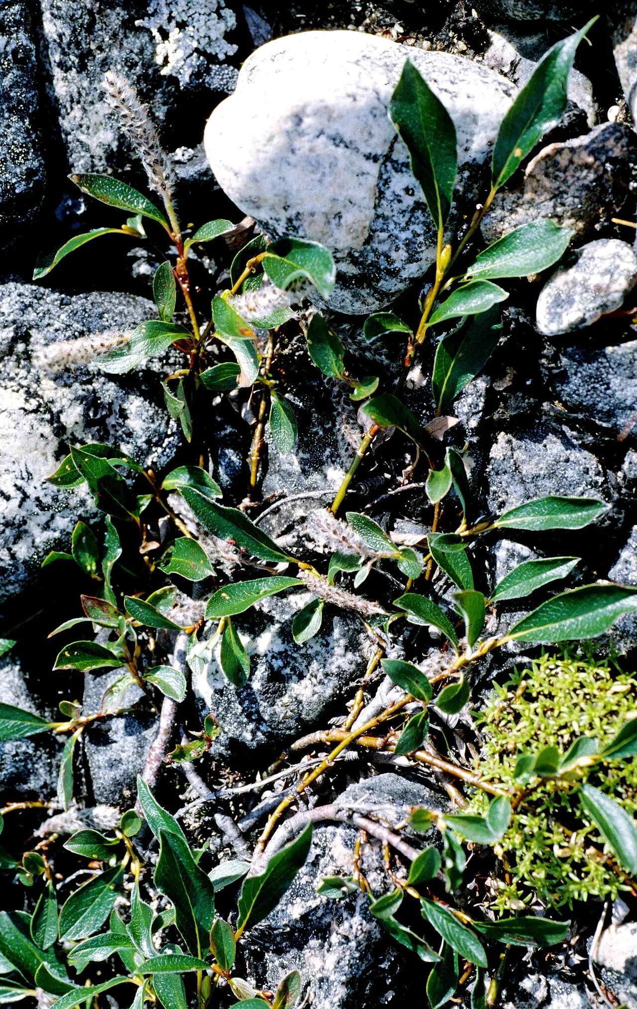 Diamondleaf Willow (subsp. planifolia) — photo by Ansgar Walk