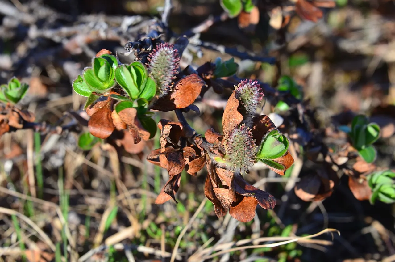 Tealeaf Willow — photo by Поспелов И. Н.